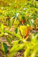 green peppers growing in the garden . Green pepper growing in the organic farm .Peppers in a field photo