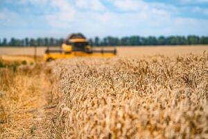 Combine harvester in action on wheat field. Harvesting is the process of gathering a ripe crop from the fields photo