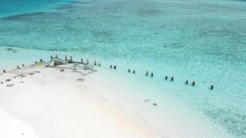 tropical plage avec bleu océan et en volant des oiseaux. aérien drone vue video