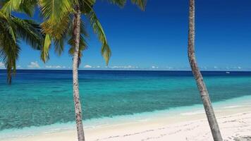 Malediven Inseln, tropisch Strand mit Palme Bäume und Blau Ozean. Antenne Aussicht zwischen das Kokosnuss Palme Bäume video