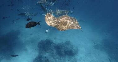 Raie nager sous-marin dans français Polynésie ou Maldives. piquer rayon nager dans tropical bleu mer video