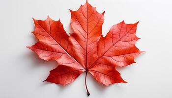 ai generado vibrante otoño colores Decorar naturaleza fondo, un soltero arce hoja generado por ai foto