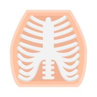 rib bone illustration vector