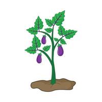 eggplant plant illustration vector