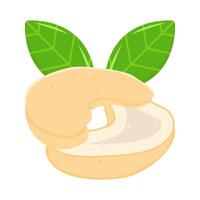 cashew nuts with leaf illustration vector