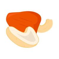 chasew fruit with cashew nut illustration vector