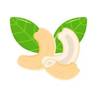 cashew nuts with leaf illustration vector