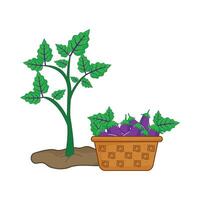 eggplant plant with eggplant in basket illustration vector