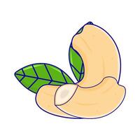 cashew nuts with leaf illustration vector
