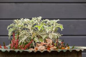 small plants in front of a house wall in spring photo