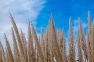 pampas grass with a view from below into the blue sky photo