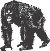 AI generated silhouette orang utan animal full body black color only vector