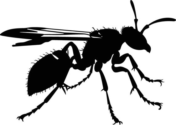 AI generated Silhouette wasp animal black color only full body