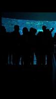 verticale vidéo de silhouette gens dans le océanarium video