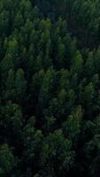 vertikal video av grön skog träd antenn se