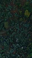 Vertical Video of Green Forest Trees Aerial View