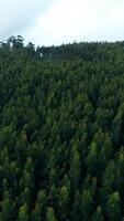 vertical vídeo de verde bosque arboles aéreo ver video