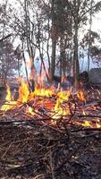 verticaal video van Woud brand