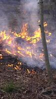 vertikal video av skog brand