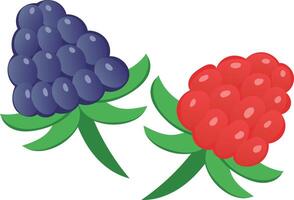 Hand drawn vector raspberry. Doodle of colorful raspberries on a white background. Sweet food.