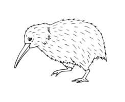vector mano dibujado garabatear bosquejo kiwi pájaro