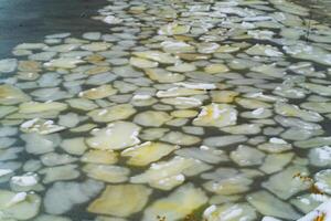 Beautiful view of frozen lake and a lot of flat stones lying on the bottom. Big stones covered with icy water in the river in winter. Close-up photo