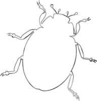 Beetle drawing design nature insects. vector