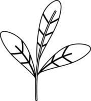 Plant leaves tree doodle decoration design. vector