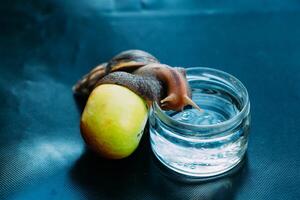 un grande caracol se inclina en un manzana y sube dentro un tarro con agua. africano caracol achatina es el mas grande tierra molusco foto