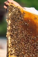 marcos de un Colmena. trabajando abejas en un colmena. abejas giro néctar dentro miel foto