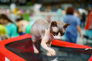 un sin pelo gato con arrugas duende gato y sphynx criadores foto