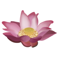 Pink lotus flower realistic illustration design for beauty natural cosmetics health png