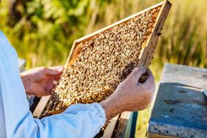 Frames of a bee hive. Beekeeper harvesting honey. Working bees on honey cells. Apiary concept photo