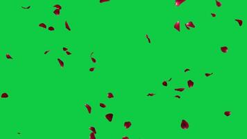 Red rose petals falling loop animation on green screen background video