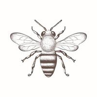 Bee, honey bee isolated on a white background. Naturalistic, scientific, botanical engraved illustration, vector drawing