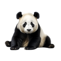 ai generiert Riese Panda Bär auf transparent Hintergrund png Bild