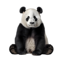 AI generated giant panda bear on transparent background PNG image