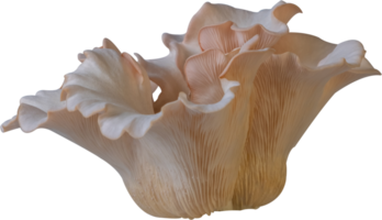 oyster mushroom cut out on transparent background. png