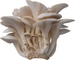 oyster mushroom cut out on transparent background. png