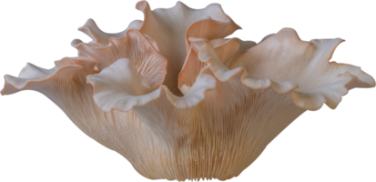 oyster mushroom cut out on transparent background. png