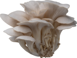 oyster mushroom cut out on transparent background. png