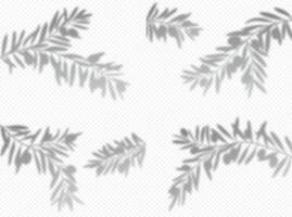 Olive tree branch leaves shadow overlay background vector