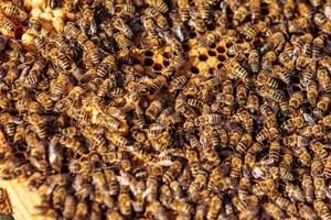 Working bees on honeycomb. Frames of a bee hive. Apiculture photo