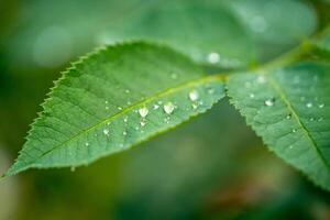 Green leaf with water drops for background. Nature and green plants consept. Closeup. photo