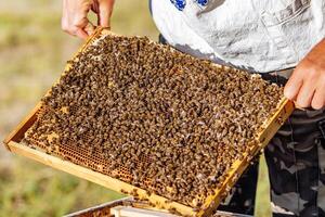 The beekeeper holding a honeycomb with bees. Frames of a bee hive. Apiculture photo