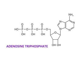 neurotransmisor adenosina trifosfato fórmula vector