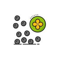 Rapeseed, canola oil linear icon with black seeds vector