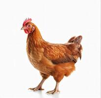 AI generated full body of brown chicken hen standing isolated white background photo