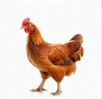 AI generated full body of brown chicken hen standing isolated white background photo