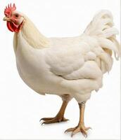 AI generated Big organic roaming natural white and village chicken photo